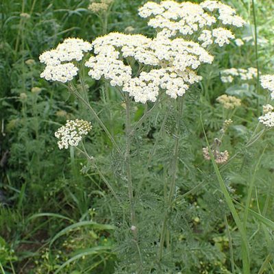 Achillea_nobilis