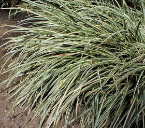 Acorus_gramineus_'Variegatus'