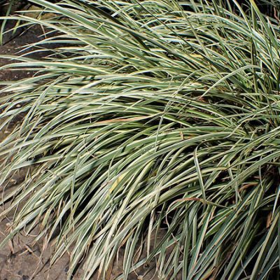 Acorus_gramineus_'Variegatus'