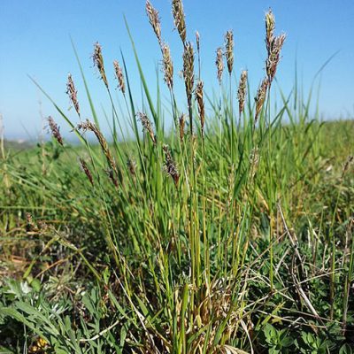 Anthoxanthum_odoratum