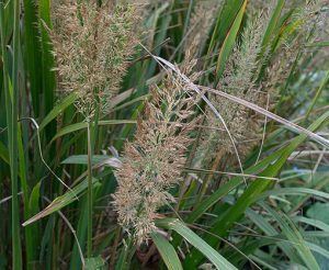 Calamagrostis_brachytricha