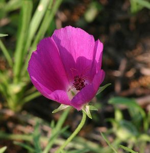 Callirhoe_involucrata