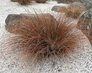 Carex_testacea