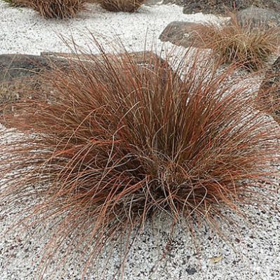 Carex_testacea