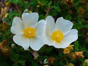 Cistus_salviifolius_002