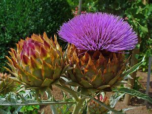 Cynara_cardunculus