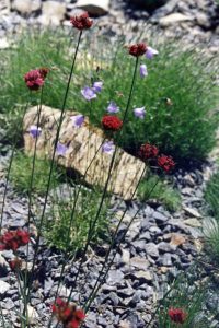 Dianthus_pinifolius