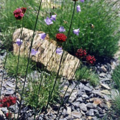 Dianthus_pinifolius