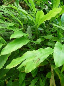 Elettaria_cardamomum_Cardamome