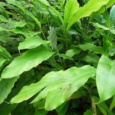Elettaria_cardamomum_Cardamome