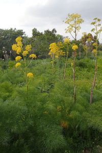 Ferula_communis