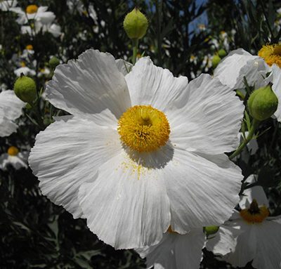 Romneya_coulteri_fleur