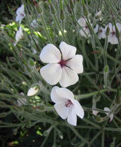 Geranium_maderense_blanc