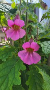 Rehmannia elata, Digitale chinoise