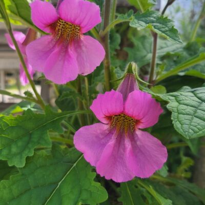 Rehmannia elata, Digitale chinoise